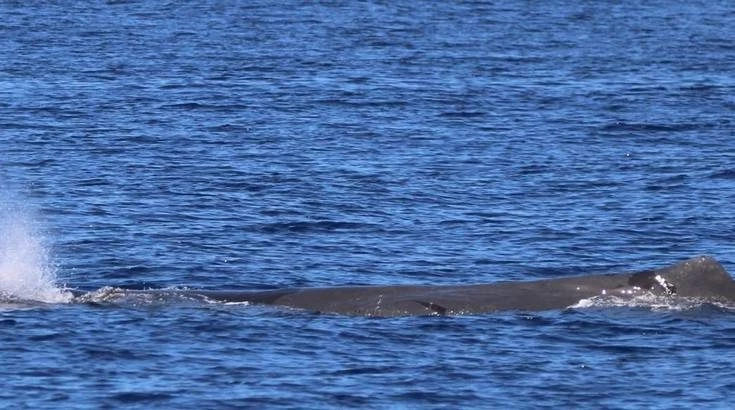 Ένας απρόσμενος «επισκέπτης» έκανε την εμφάνιση του στις νότιες Κυκλάδες (εικόνες)